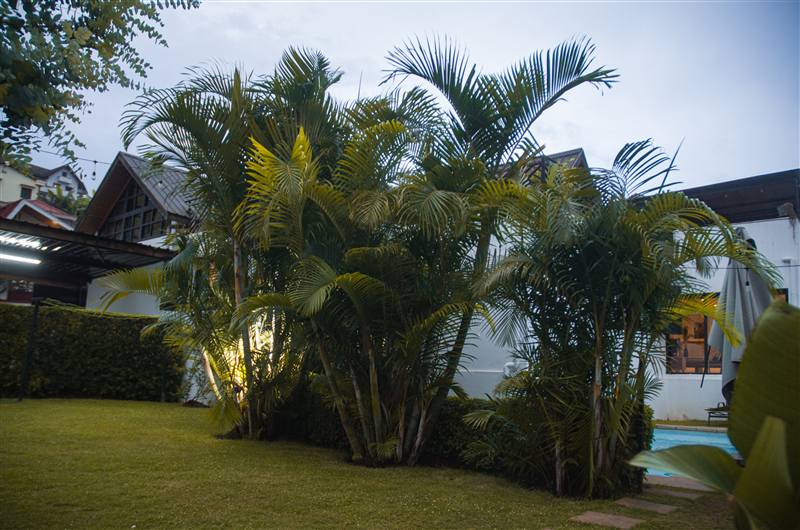 Jardin tropical avec palmiers à la Villa Fotsy
